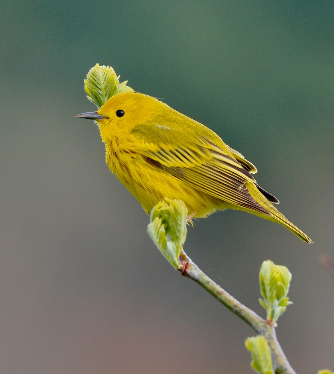 Yellow Warbler - ML566591611