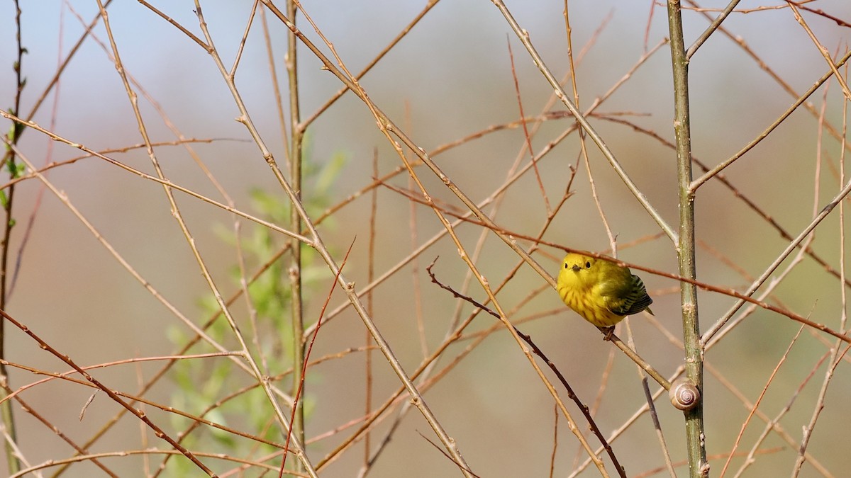 Yellow Warbler - ML566591621