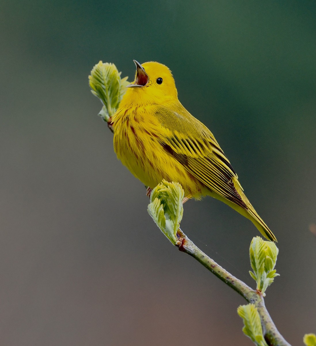 Yellow Warbler - ML566591651