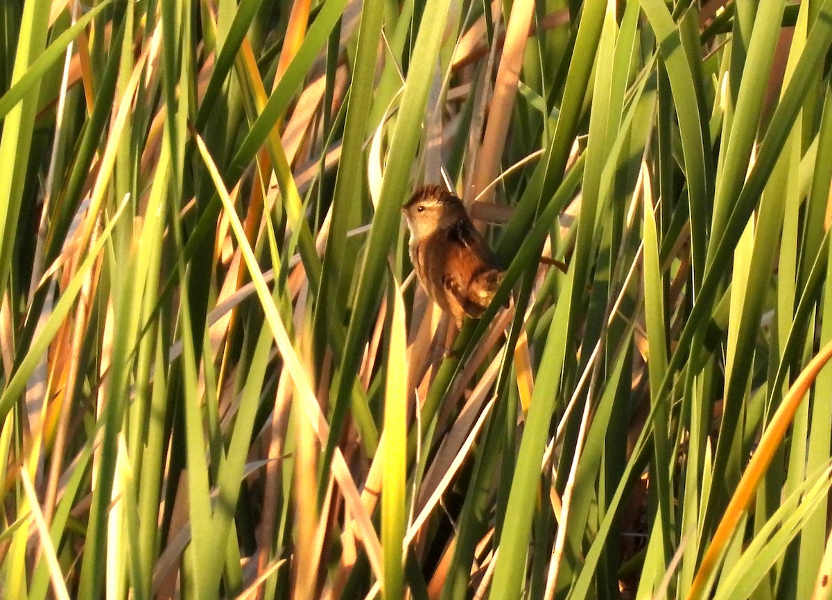 Marsh Wren - ML566591791