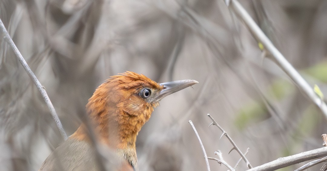 Henna-hooded Foliage-gleaner - Bill Sharkey