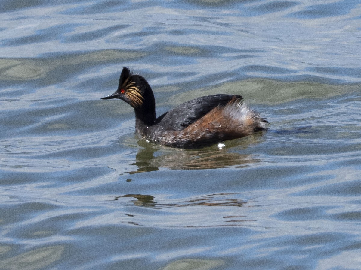 Eared Grebe - John VanOrman