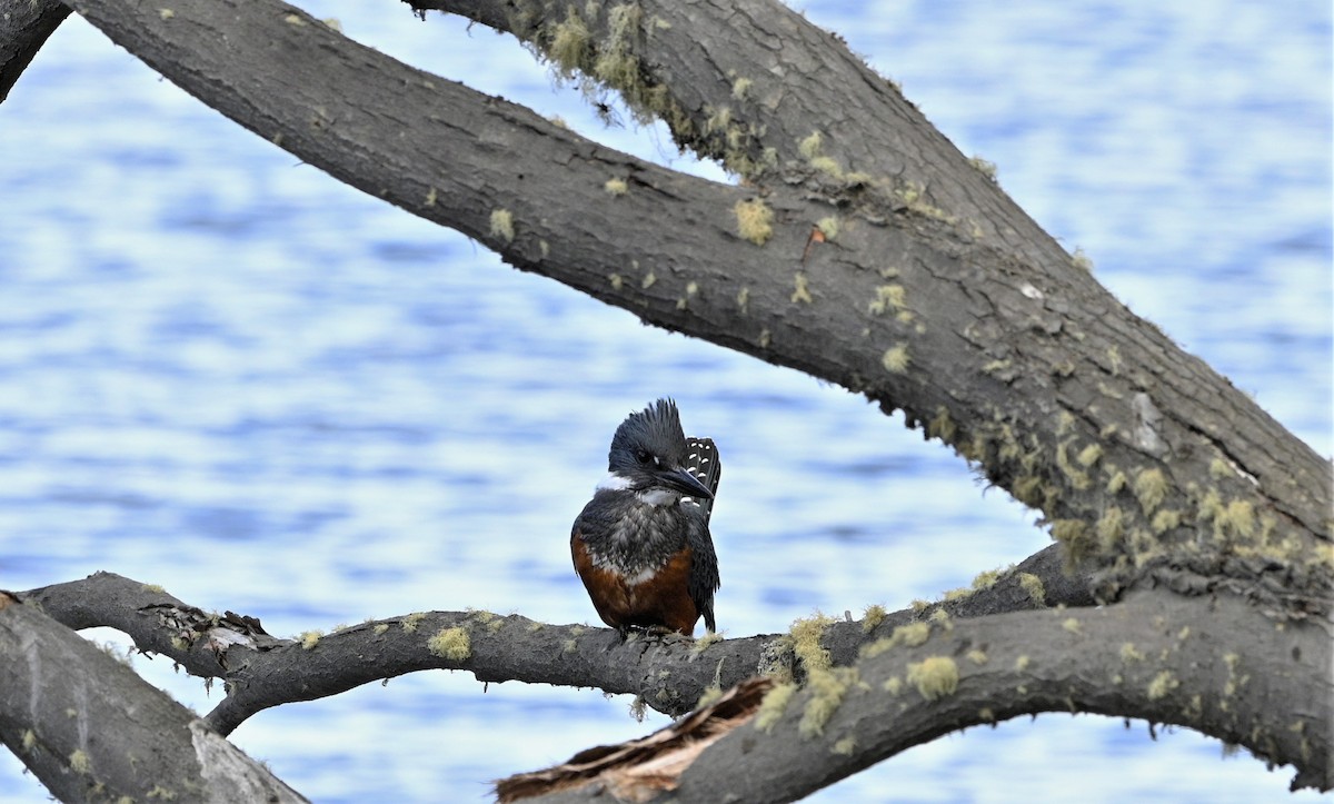 Martin-pêcheur à ventre roux - ML566594121