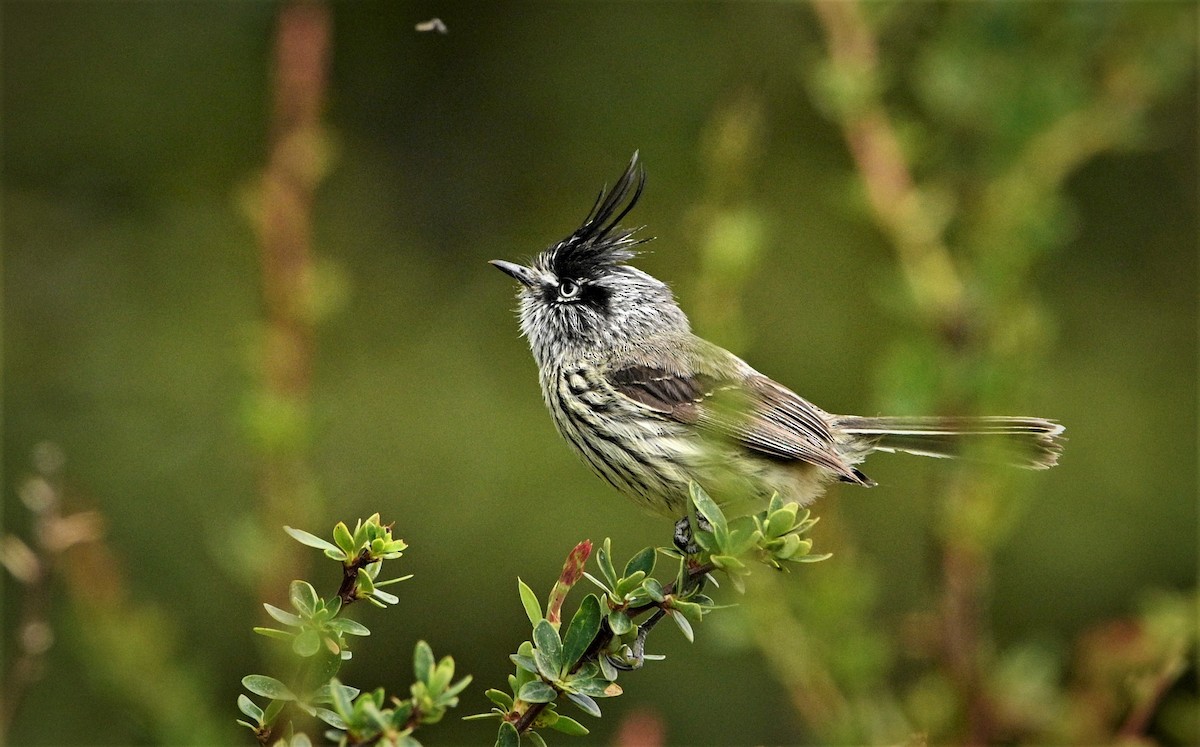 Tufted Tit-Tyrant - ML566594241