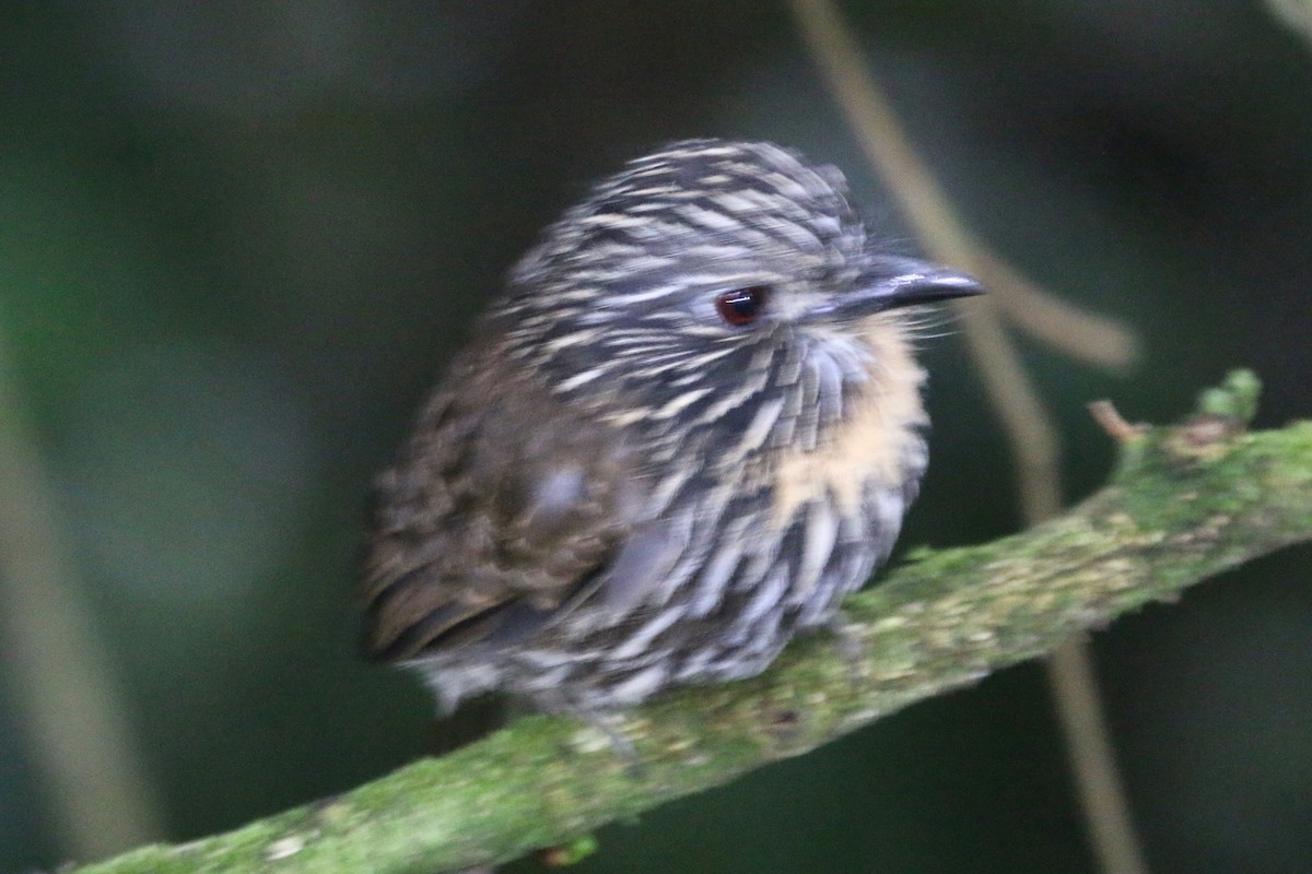 Black-streaked Puffbird - ML566594841