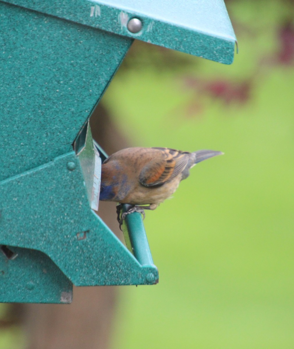 גבתאי כחול - ML566595271