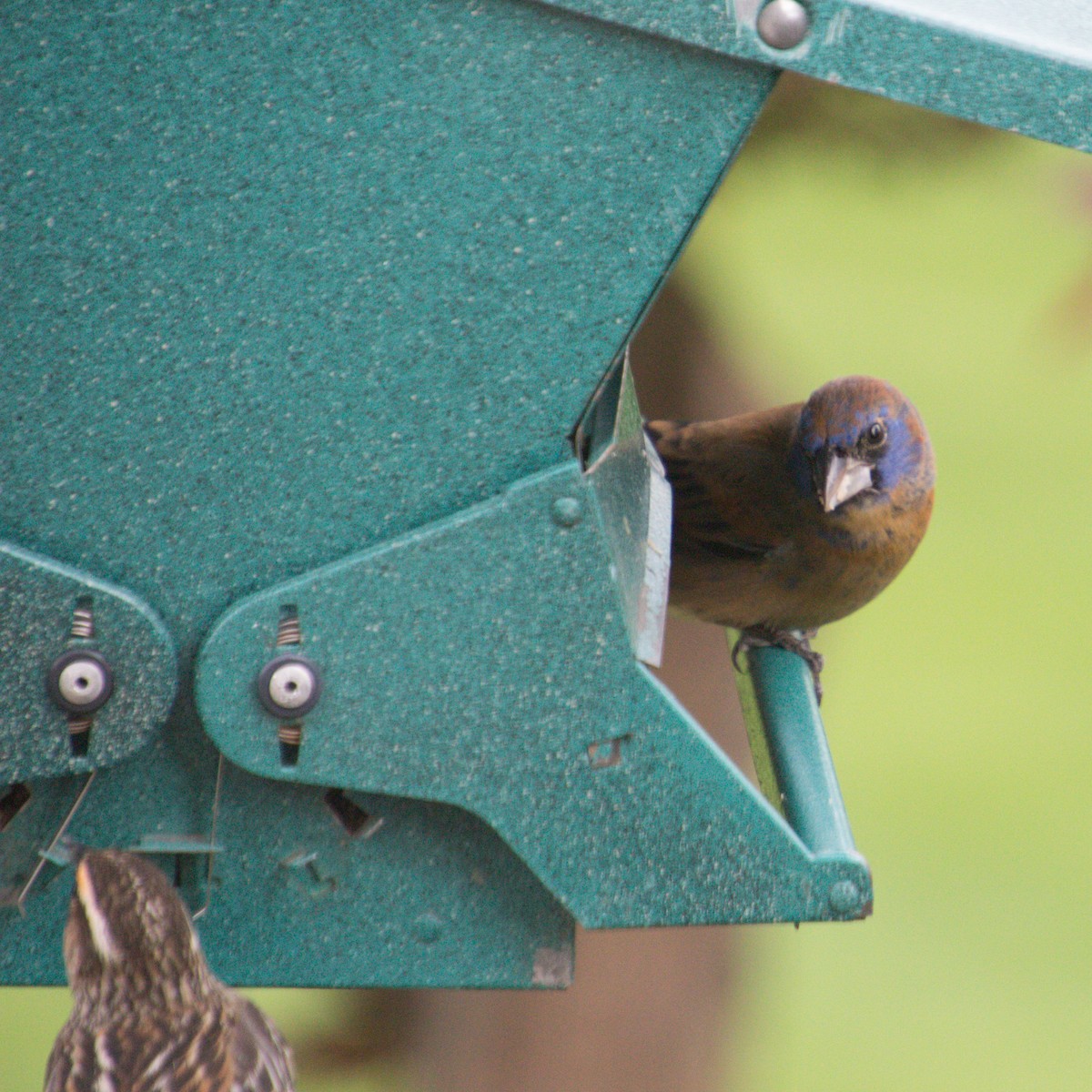 גבתאי כחול - ML566595281