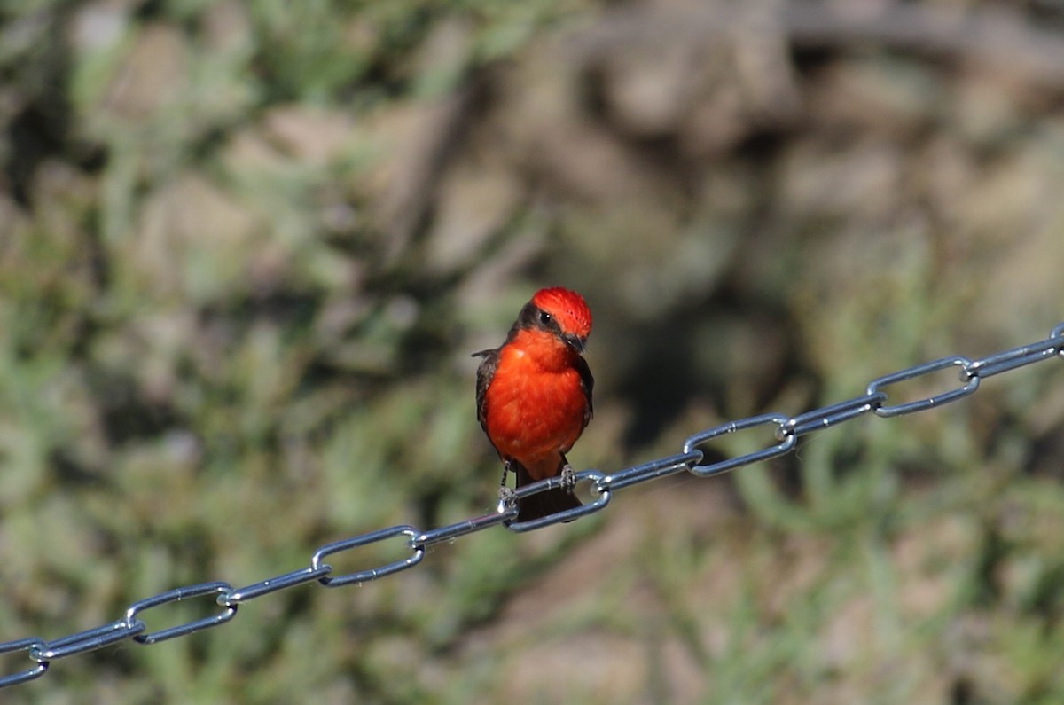 Vermilion Flycatcher - ML566595661