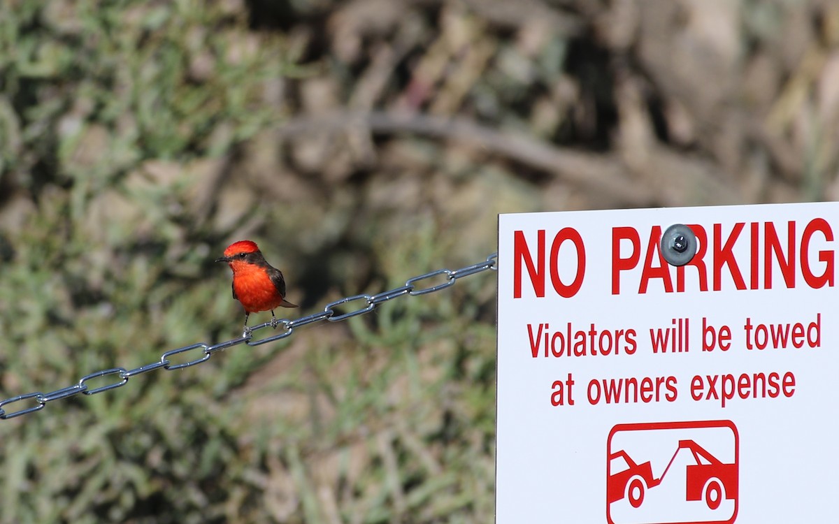 Vermilion Flycatcher - ML566595701