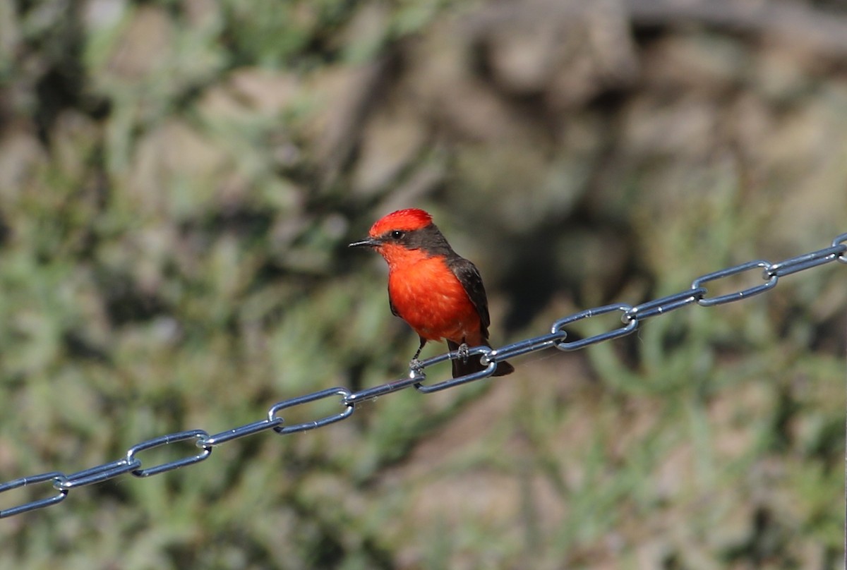 Vermilion Flycatcher - ML566595721