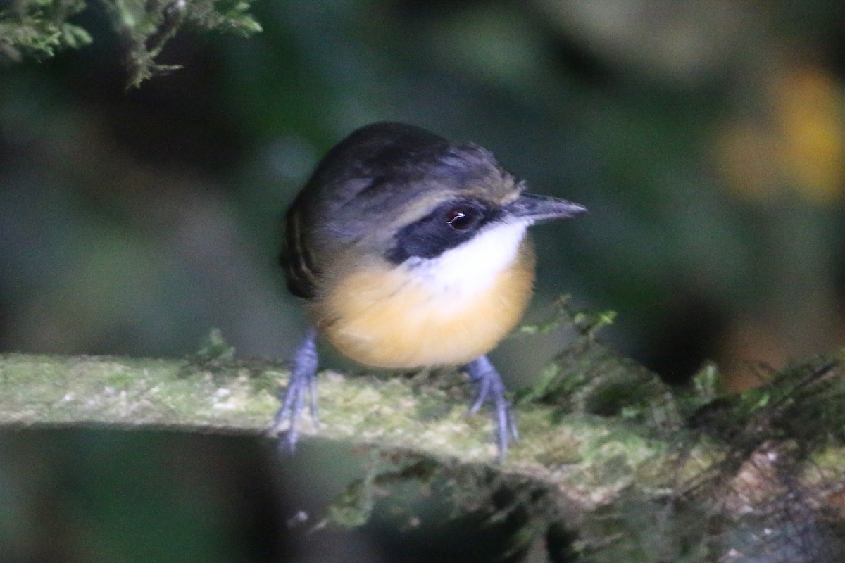 Black-faced Antbird - ML566595791