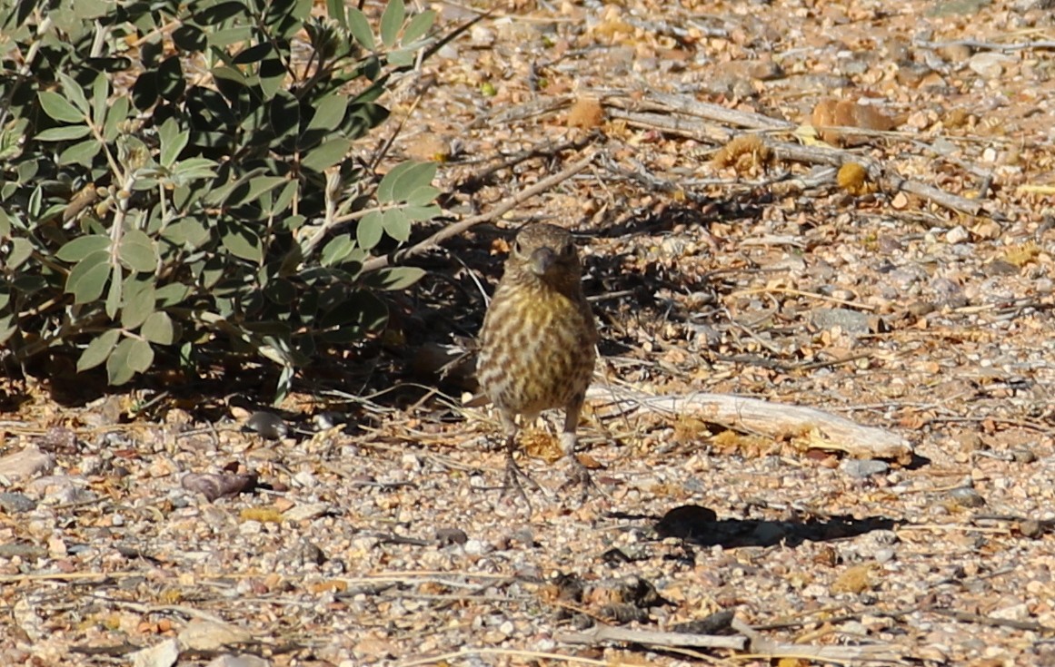 House Finch - ML566595821