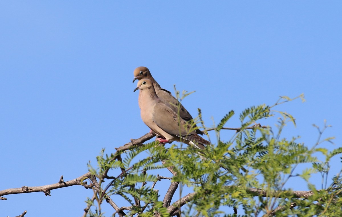 Mourning Dove - ML566596151