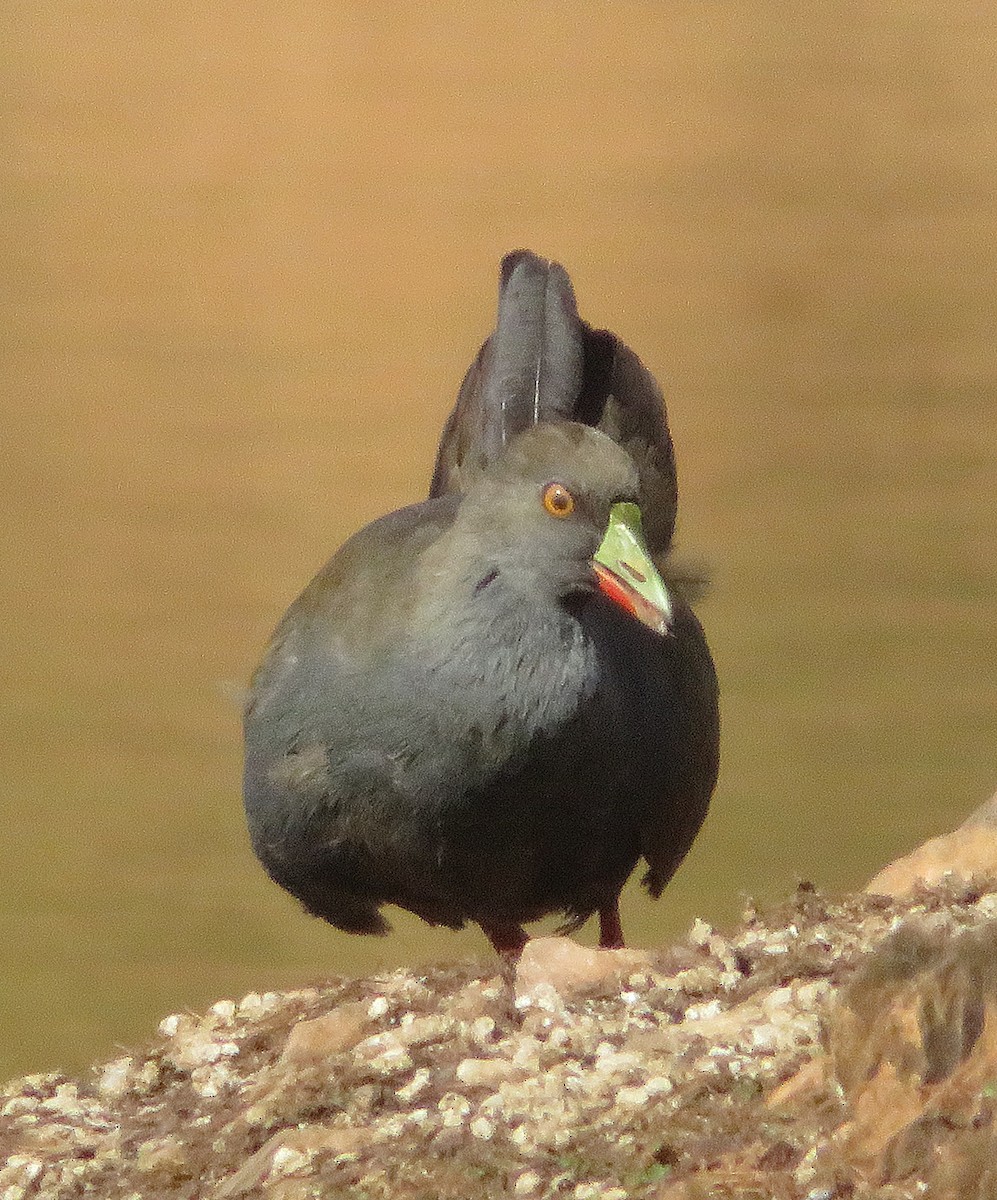 Black-tailed Nativehen - ML566596241