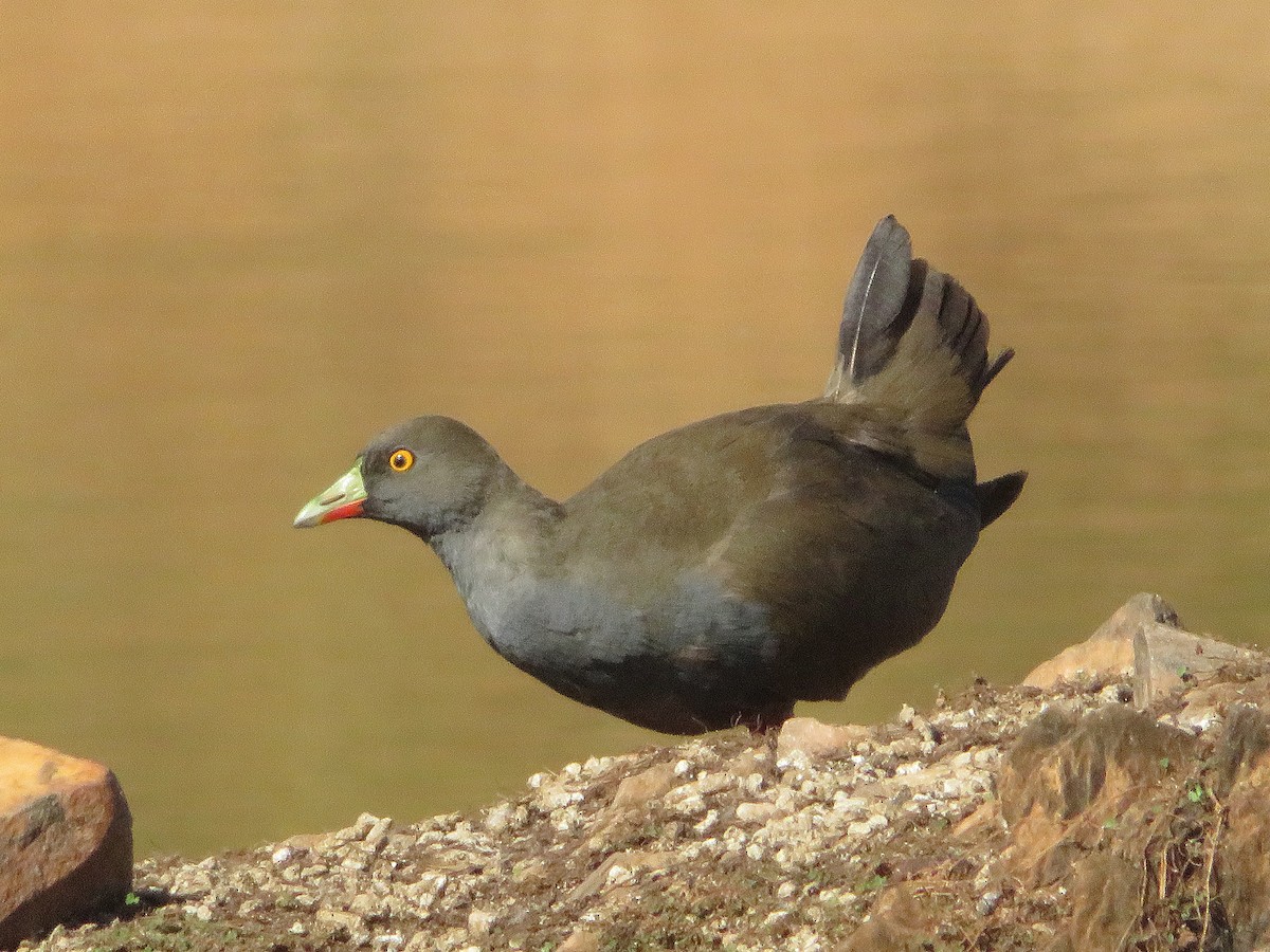 Black-tailed Nativehen - Taffy & Marella Denmark