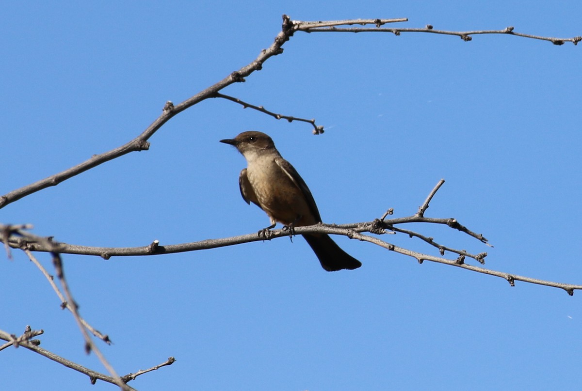 Say's Phoebe - ML566596491