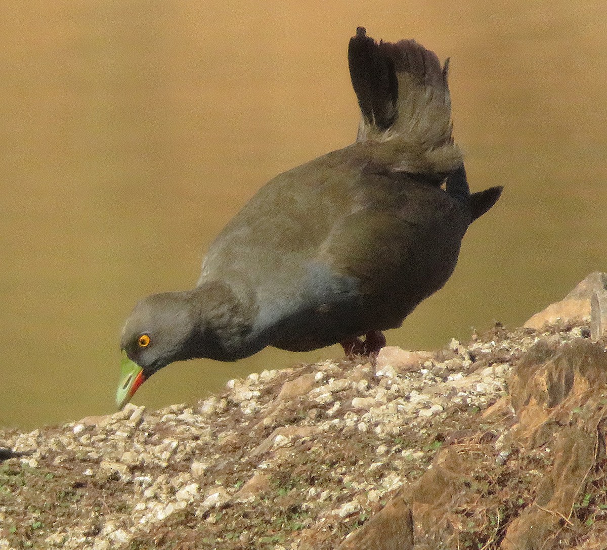 Black-tailed Nativehen - ML566596521