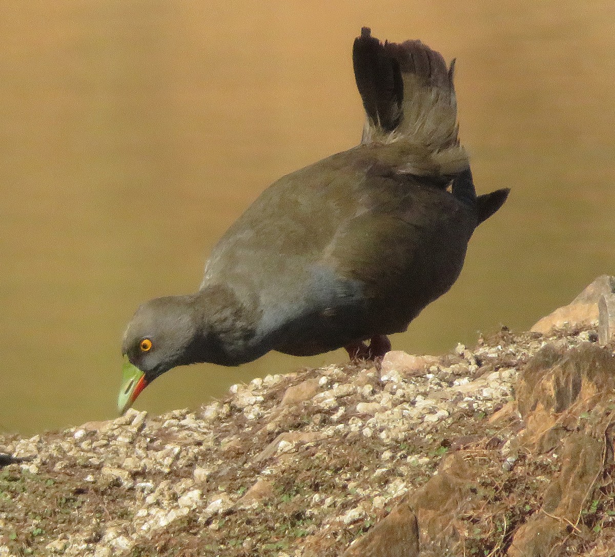 Black-tailed Nativehen - Taffy & Marella Denmark