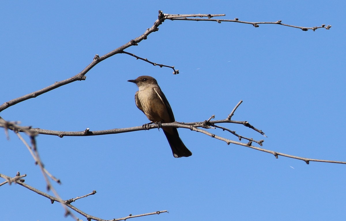 Say's Phoebe - Jasper Barnes