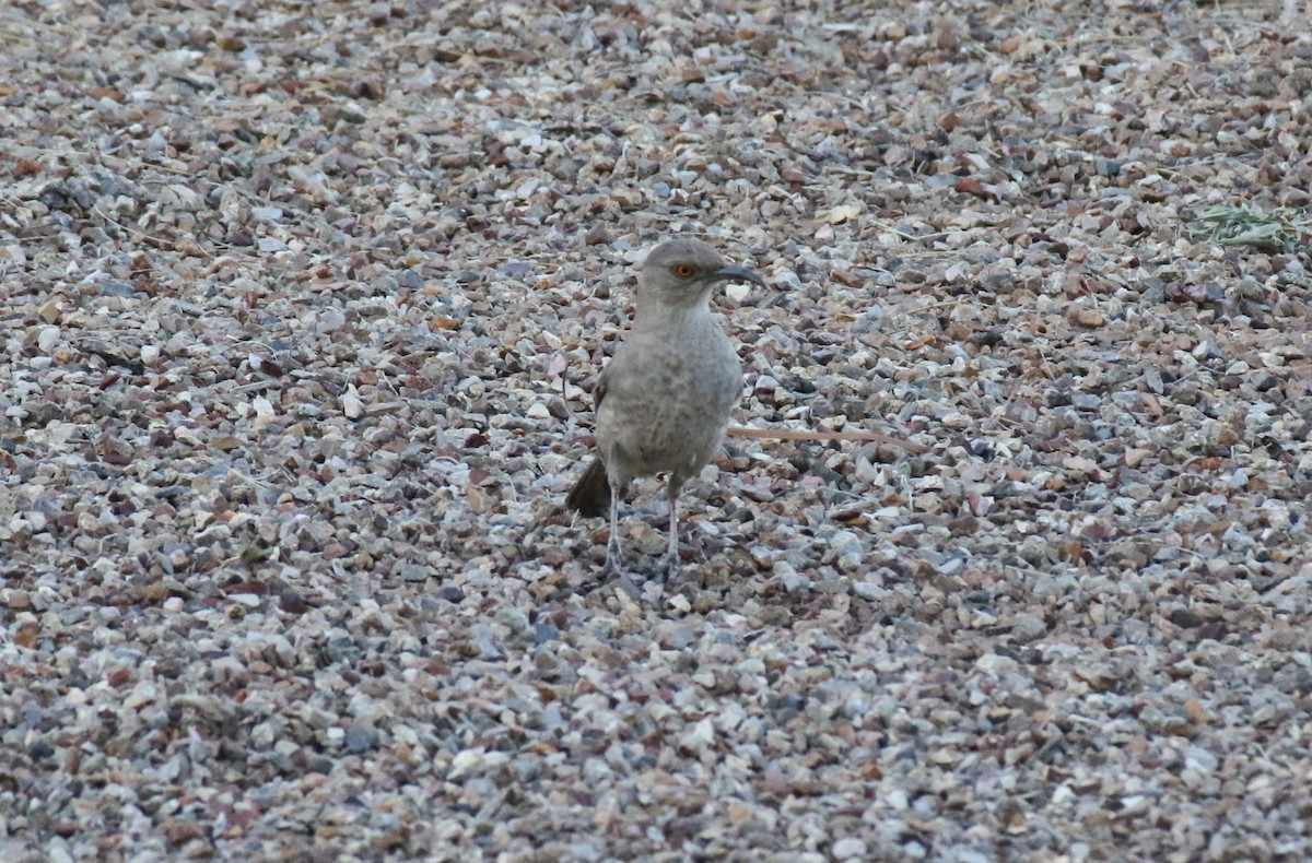 Curve-billed Thrasher - ML566596651