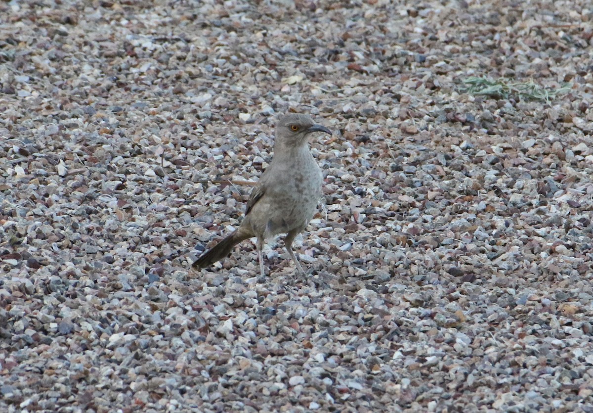 Curve-billed Thrasher - ML566596671