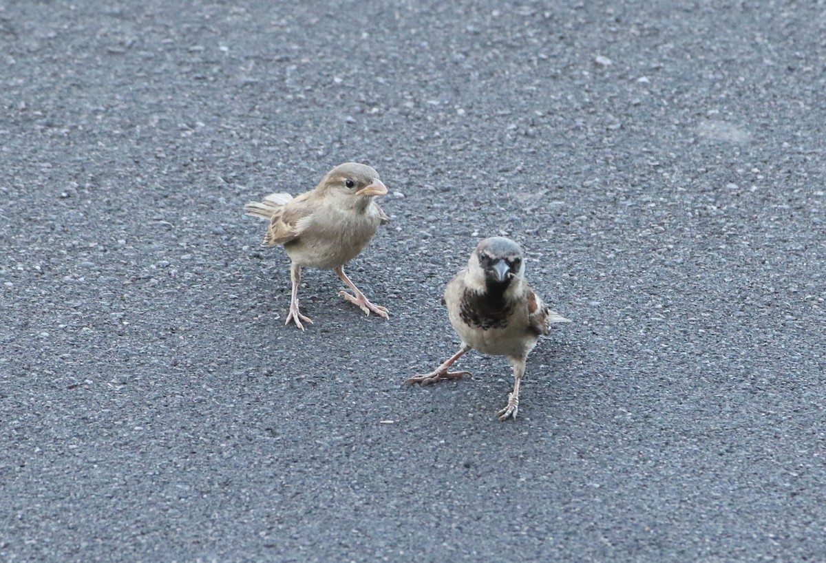 Moineau domestique - ML566596701