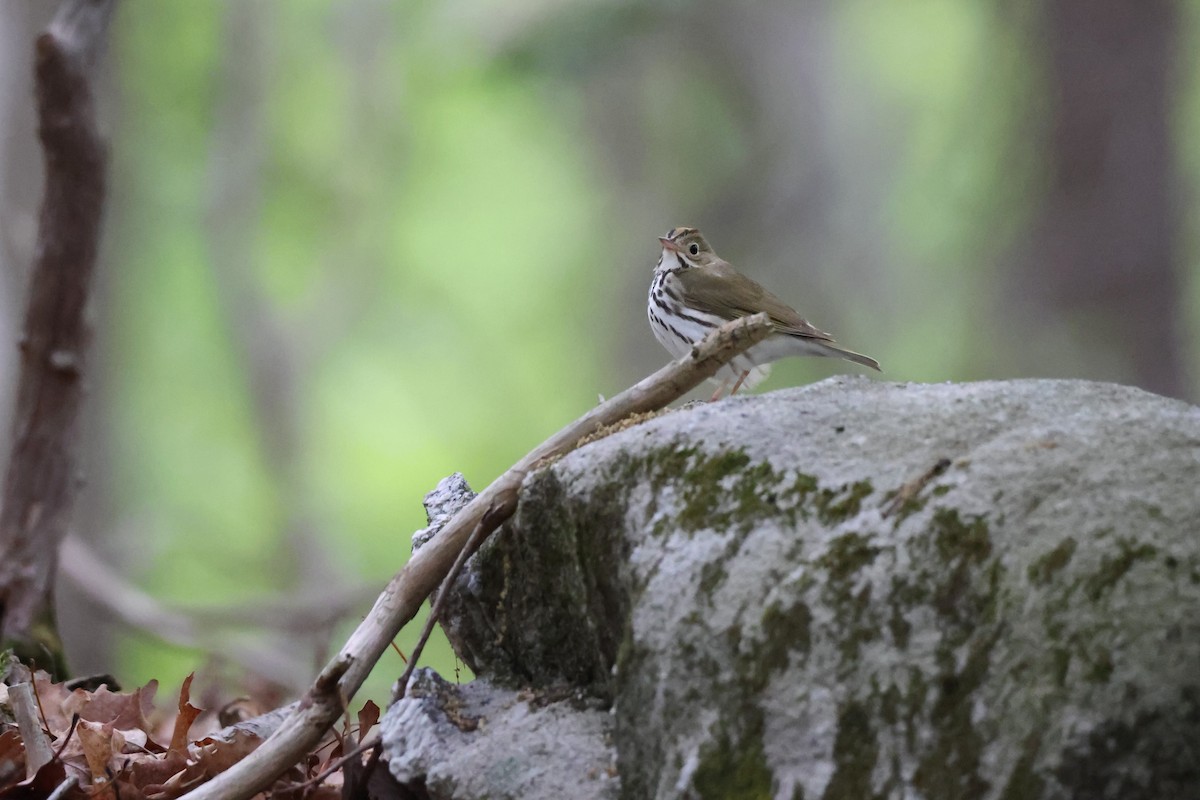 Ovenbird - ML566598041