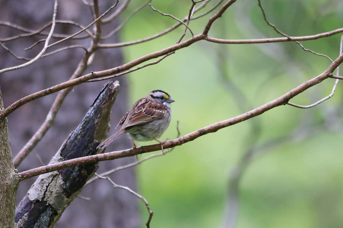 White-throated Sparrow - ML566598311