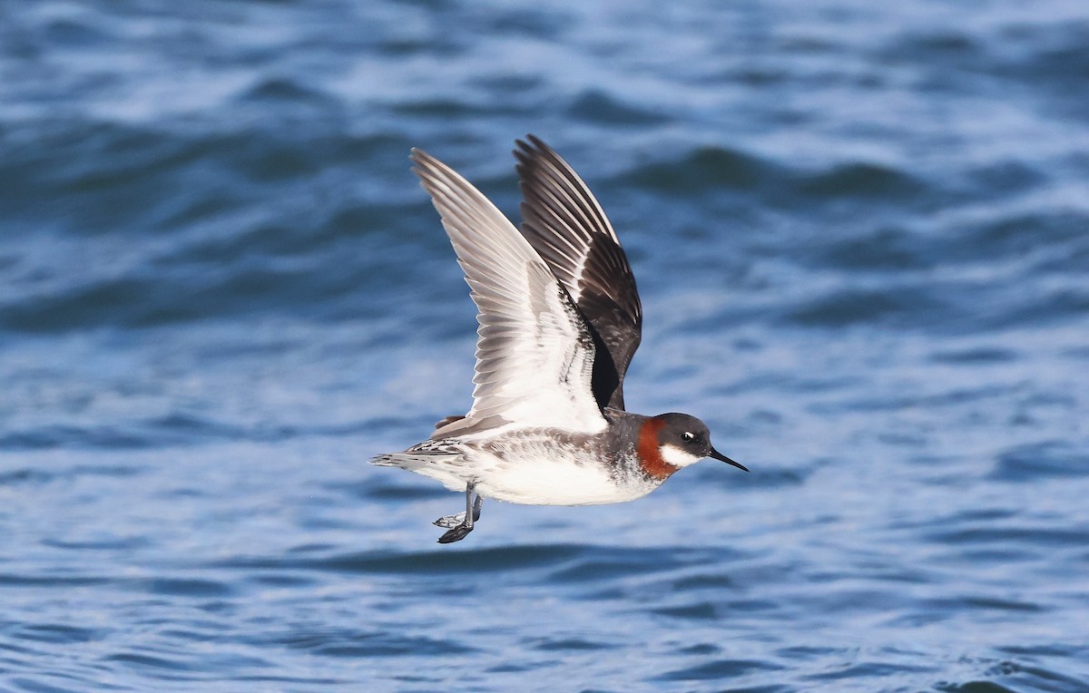 Red-necked Phalarope - Peter Flood