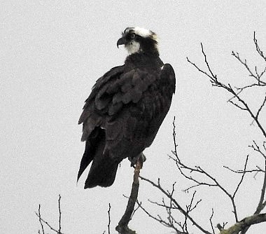 Osprey - ML566601221