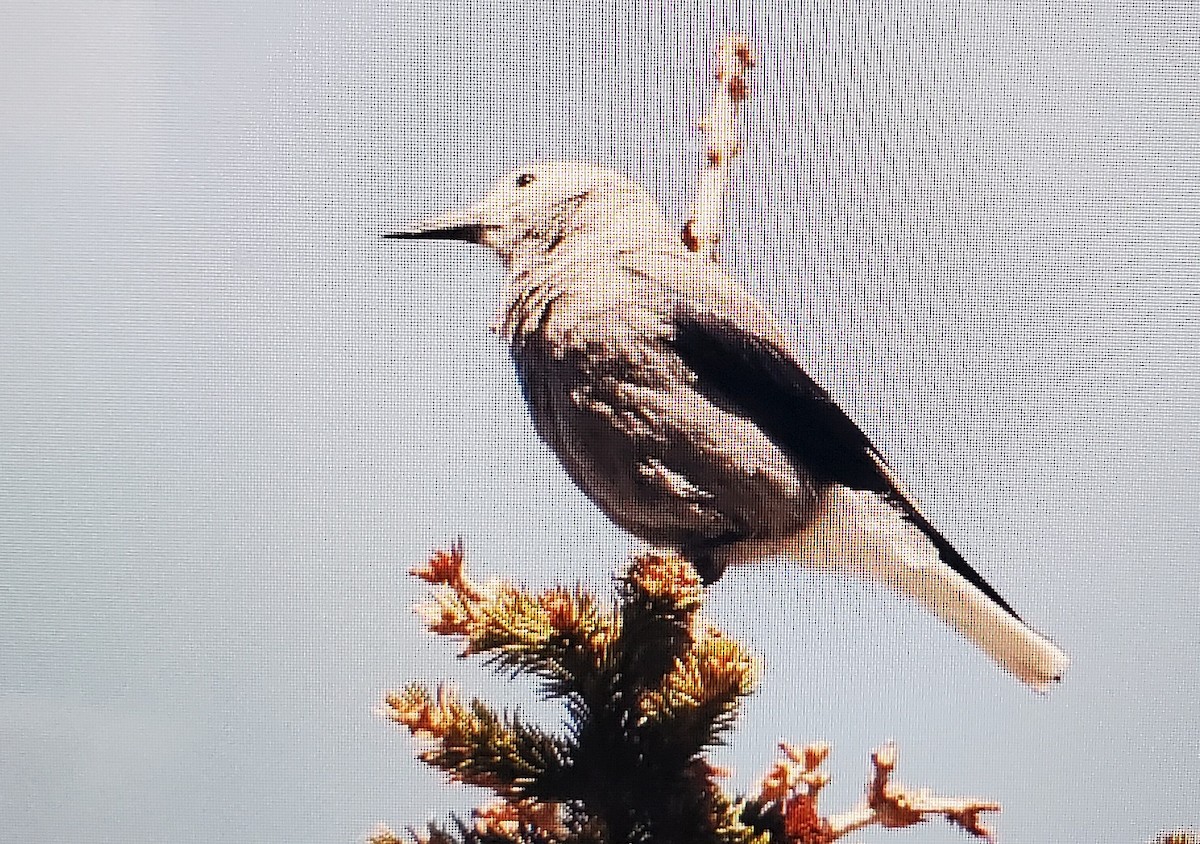 Clark's Nutcracker - Phillip Odum