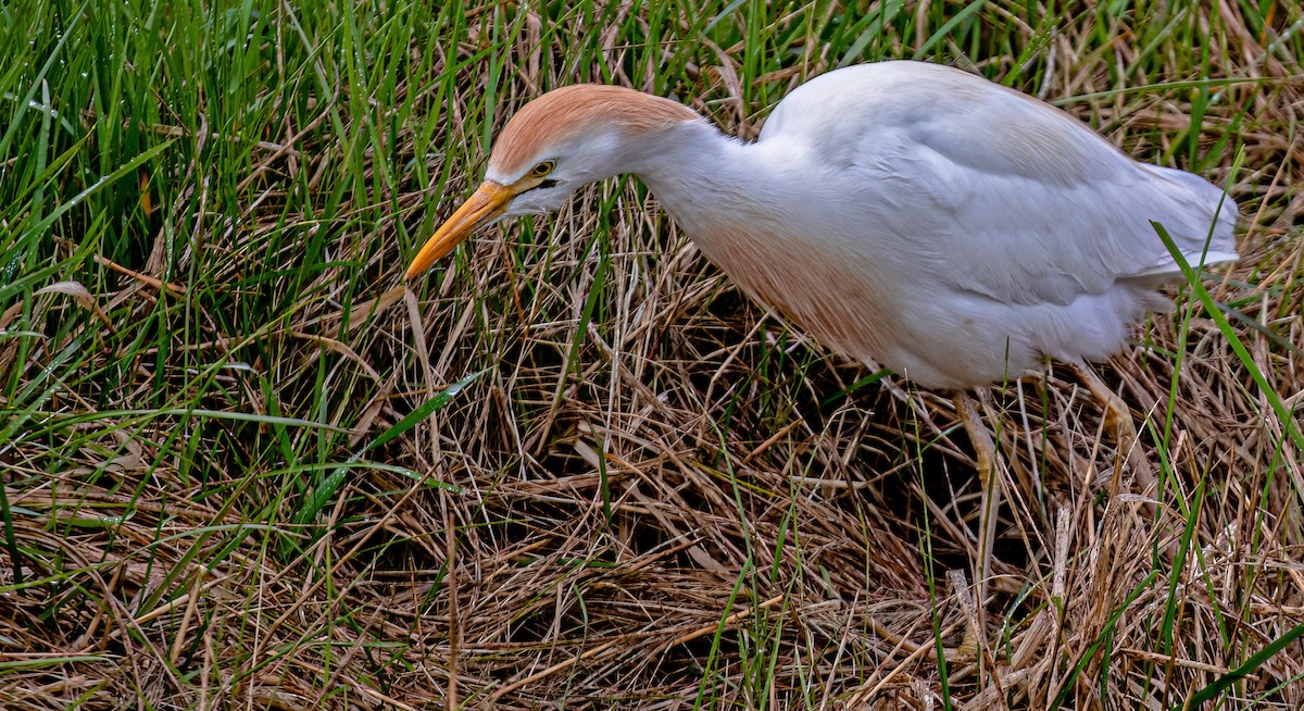 Western Cattle Egret - ML566601471