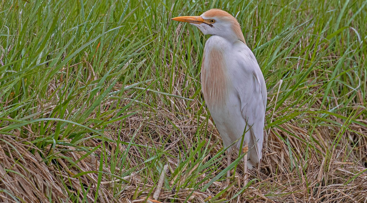 Western Cattle Egret - ML566601671