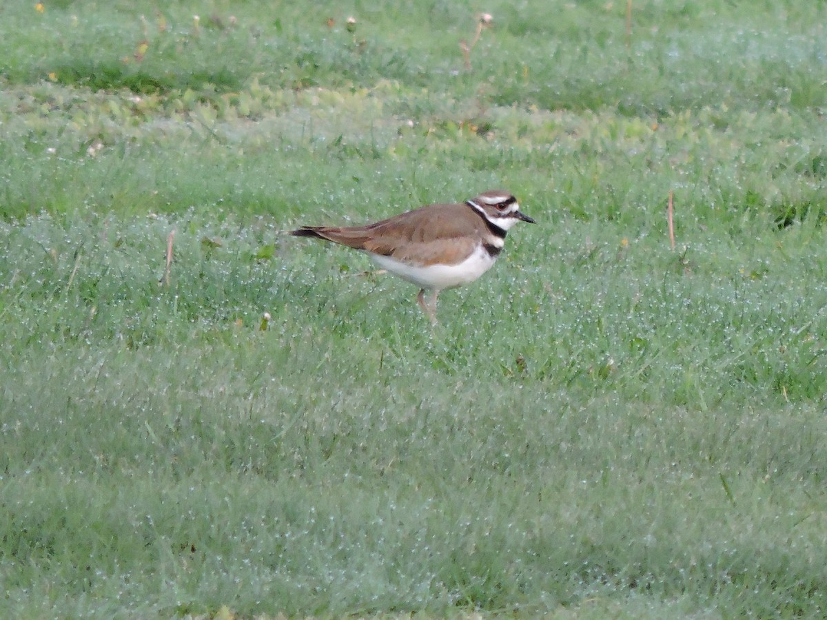 Killdeer - Luis Mendes