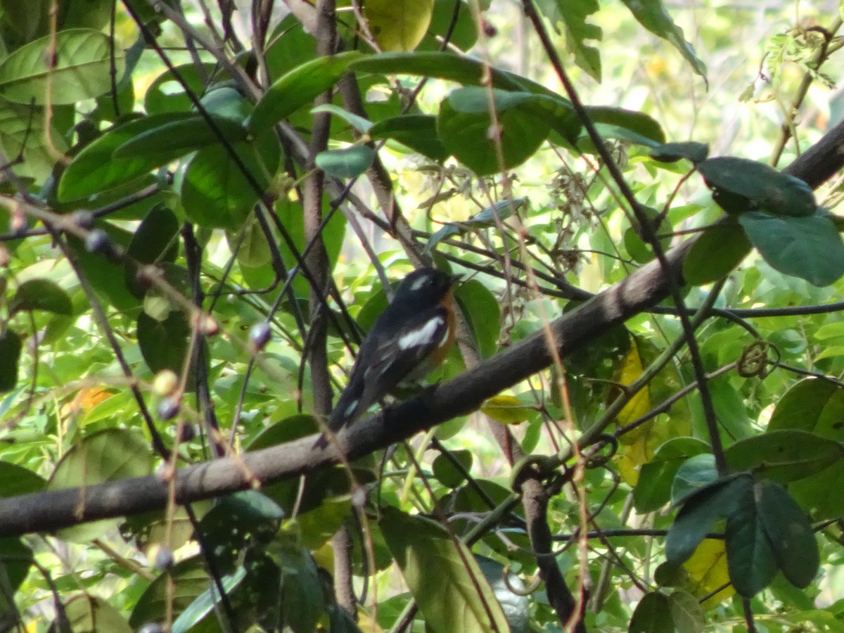 Mugimaki Flycatcher - Merganser Man