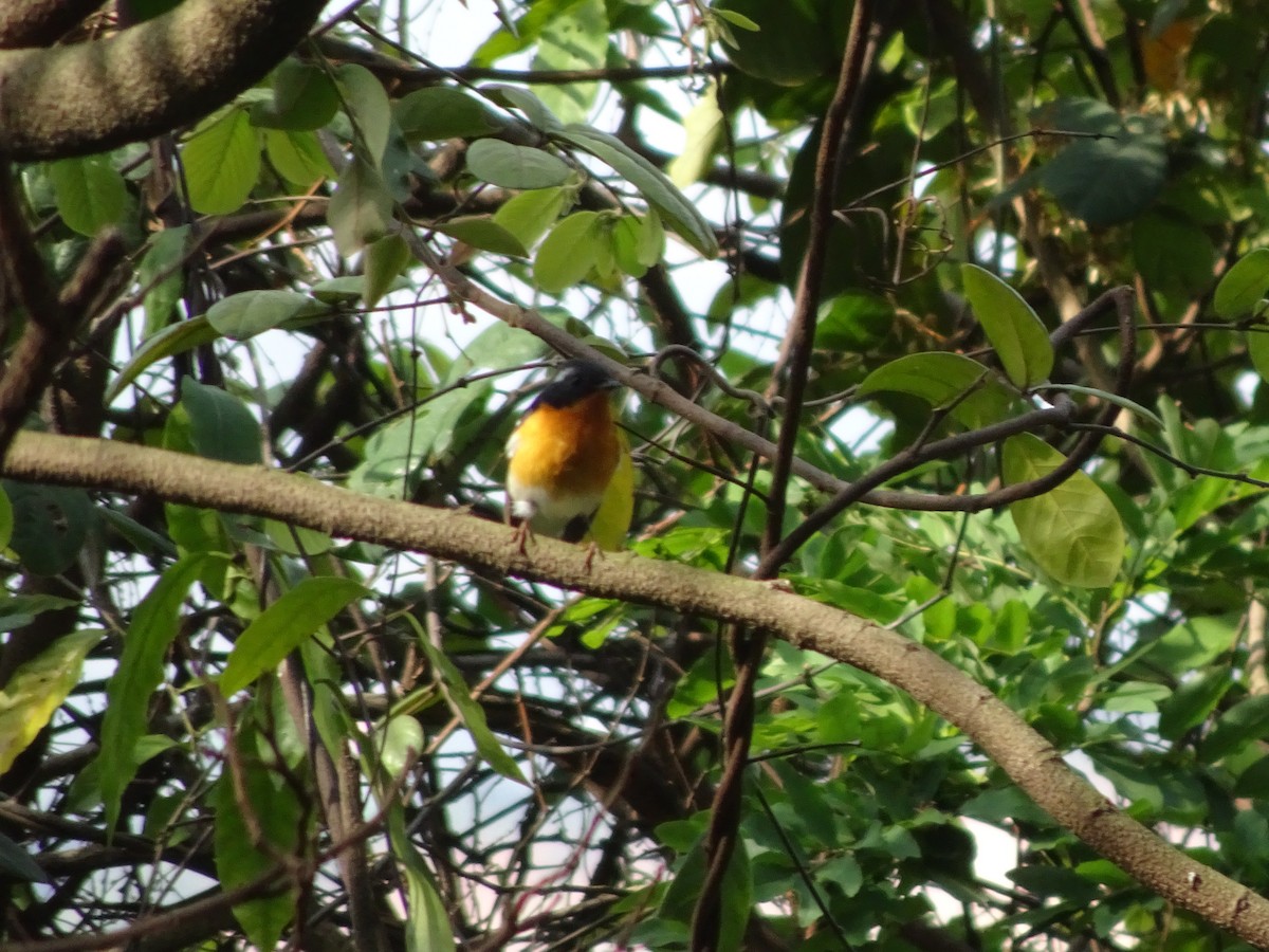 Mugimaki Flycatcher - Merganser Man