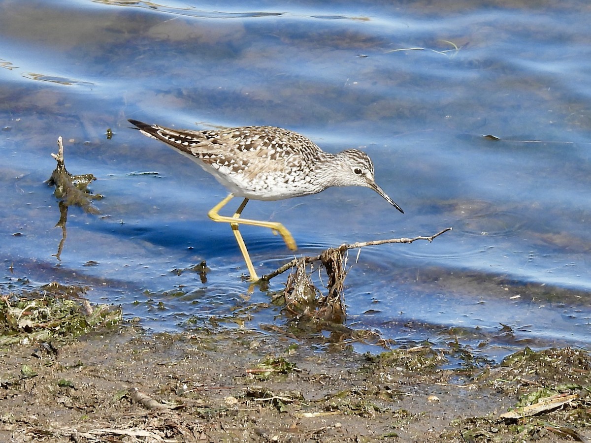 Lesser Yellowlegs - ML566603271