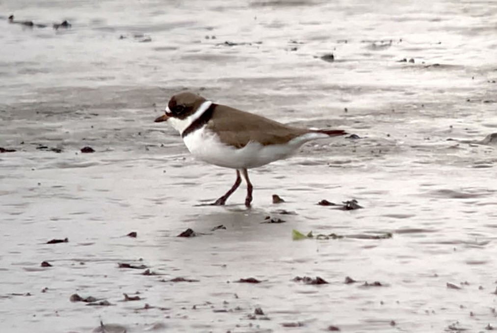 Semipalmated Plover - ML566603341