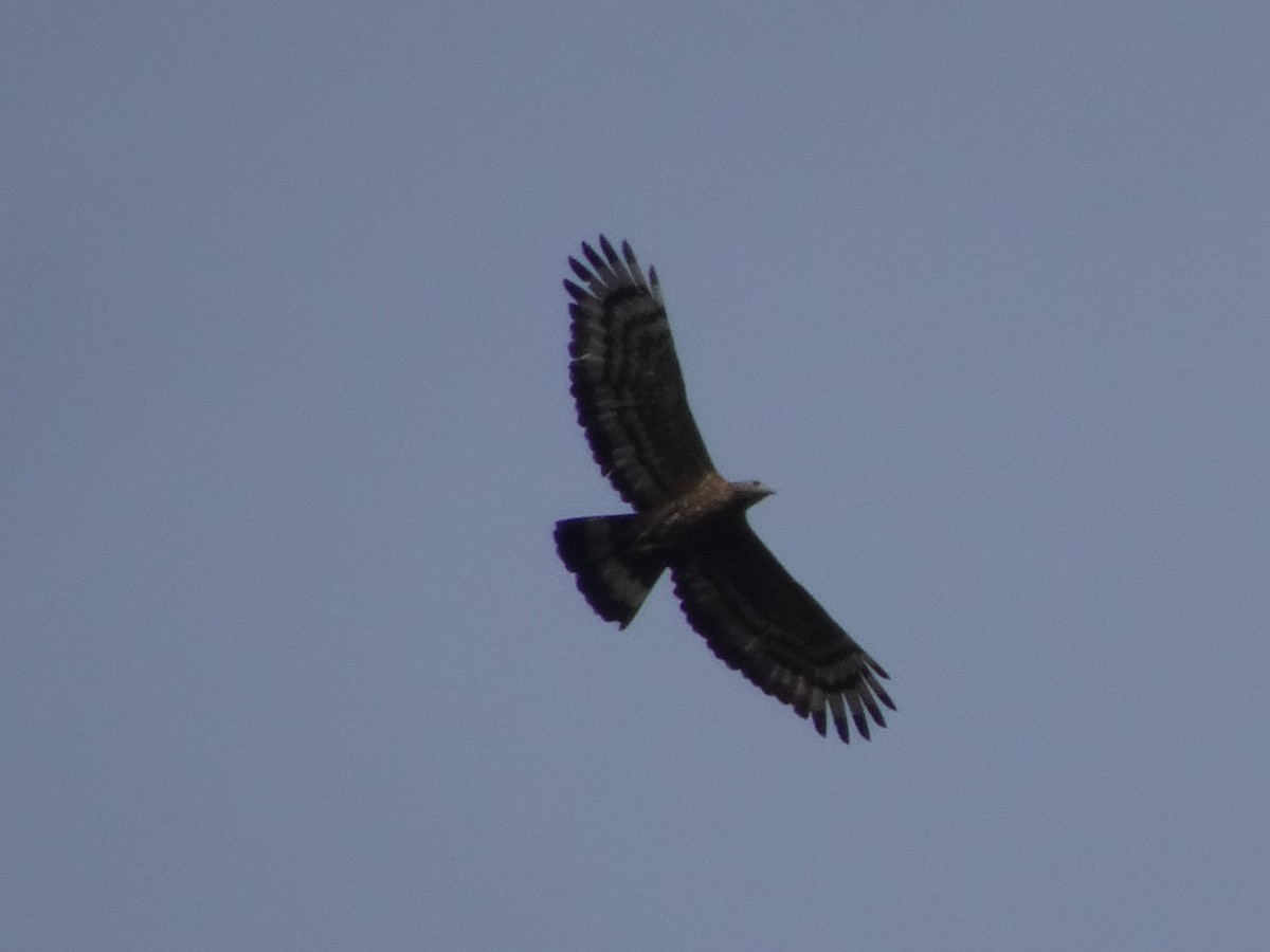 Oriental Honey-buzzard - ML566604021