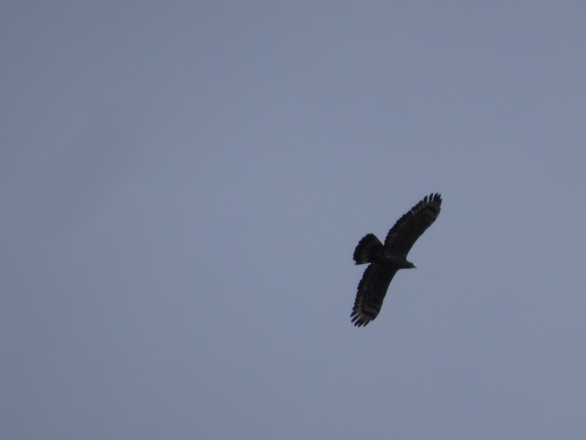 Oriental Honey-buzzard - ML566604031