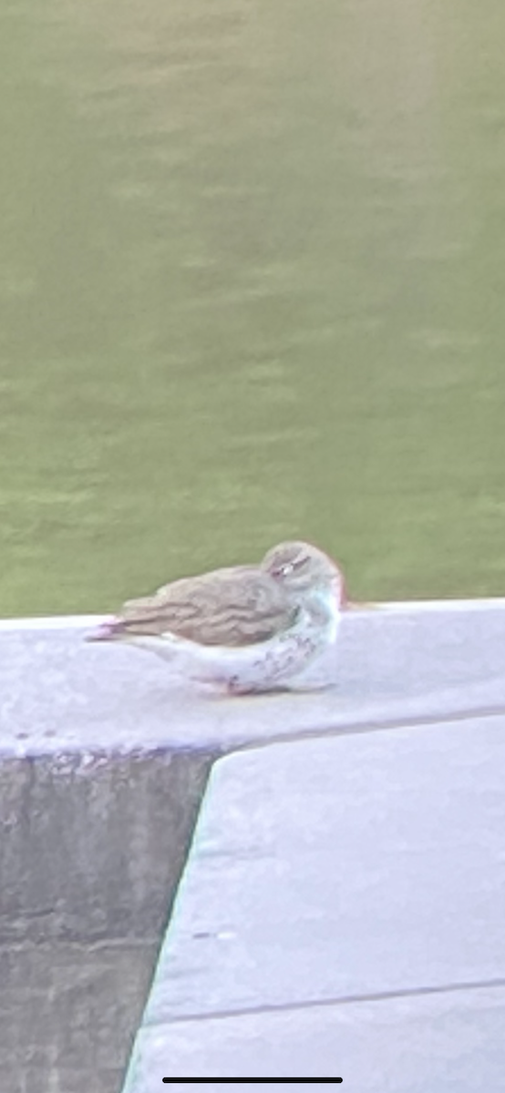 Spotted Sandpiper - ML566604631