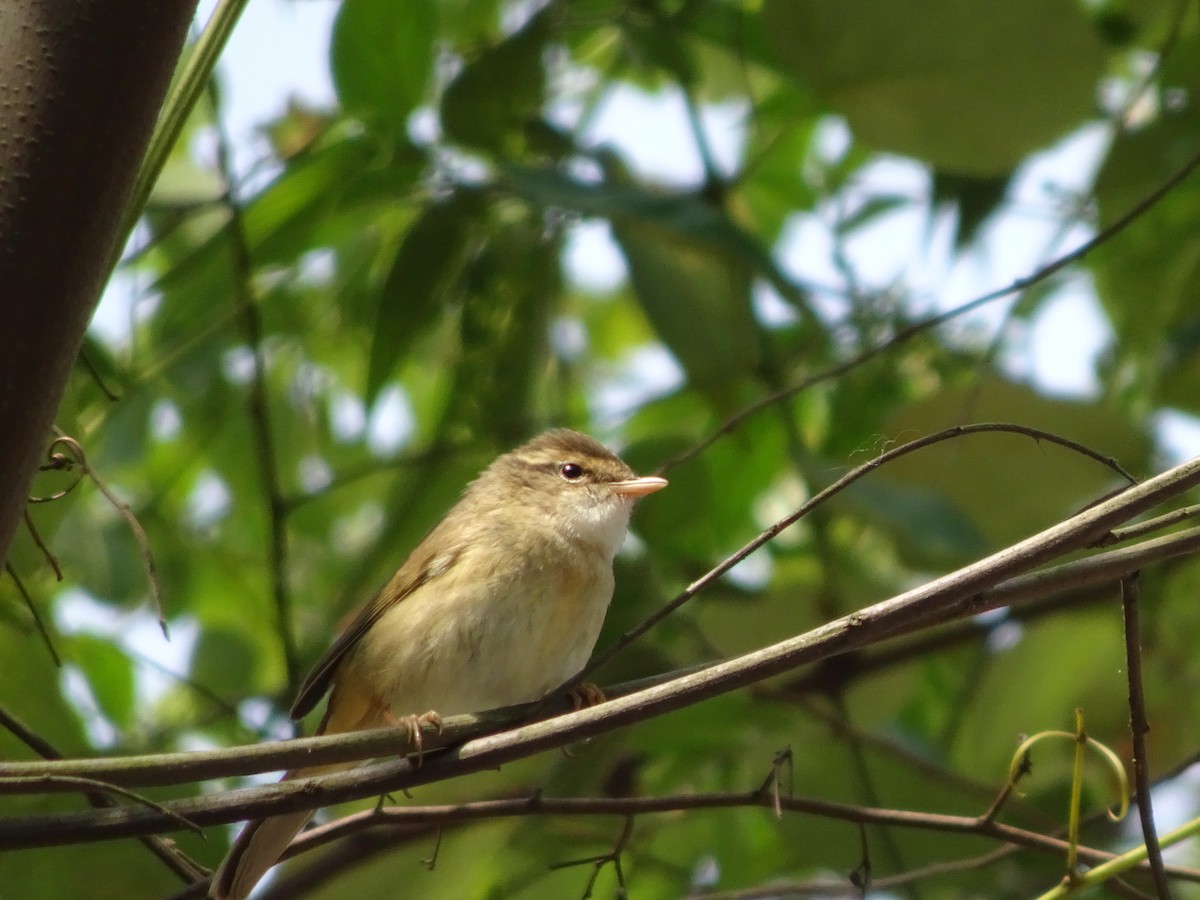 Radde's Warbler - ML566604641