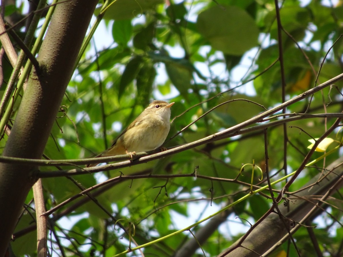 Radde's Warbler - ML566604651