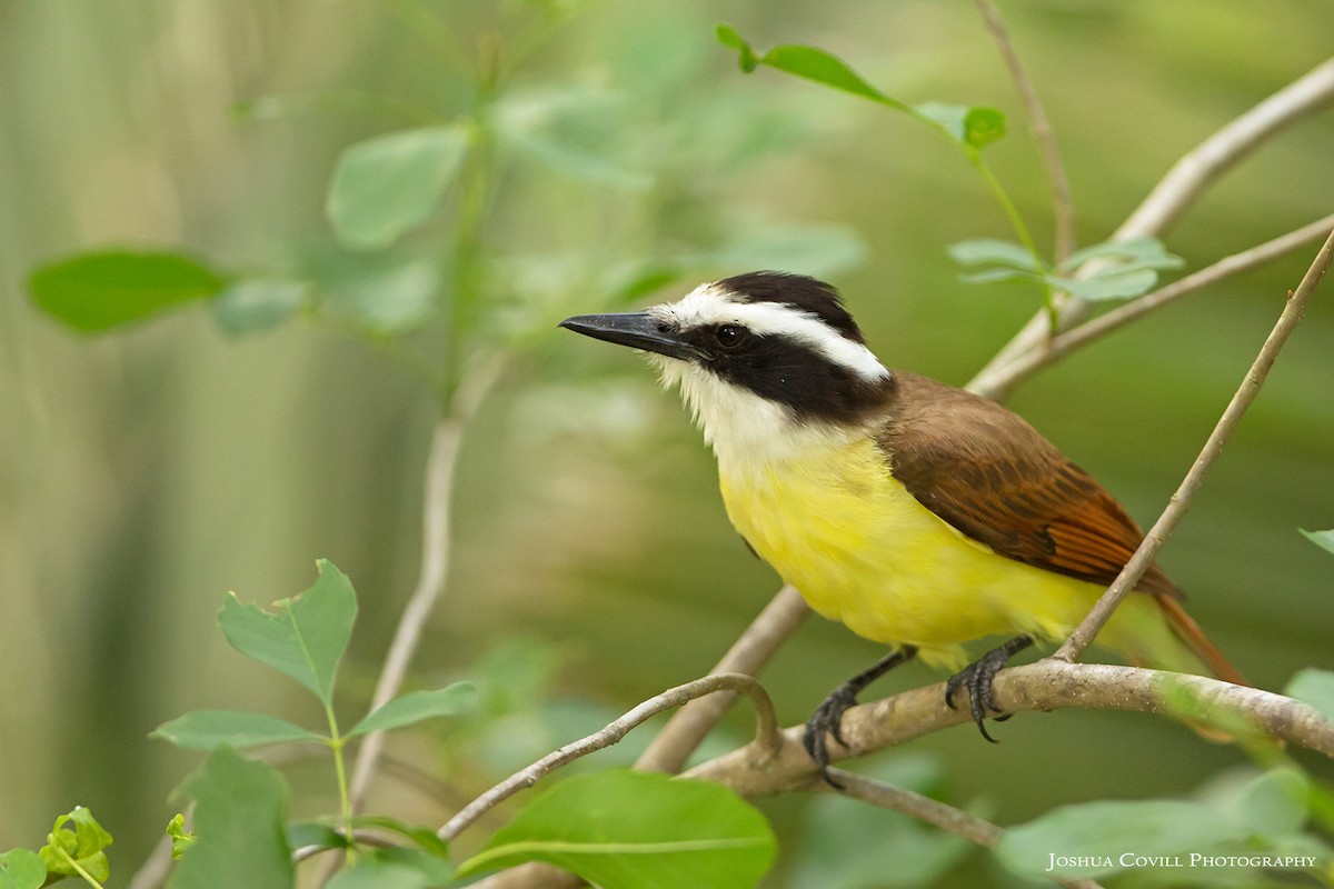 Great Kiskadee - ML56660621