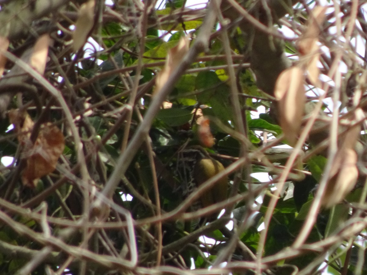 Speckled Piculet - ML566606261