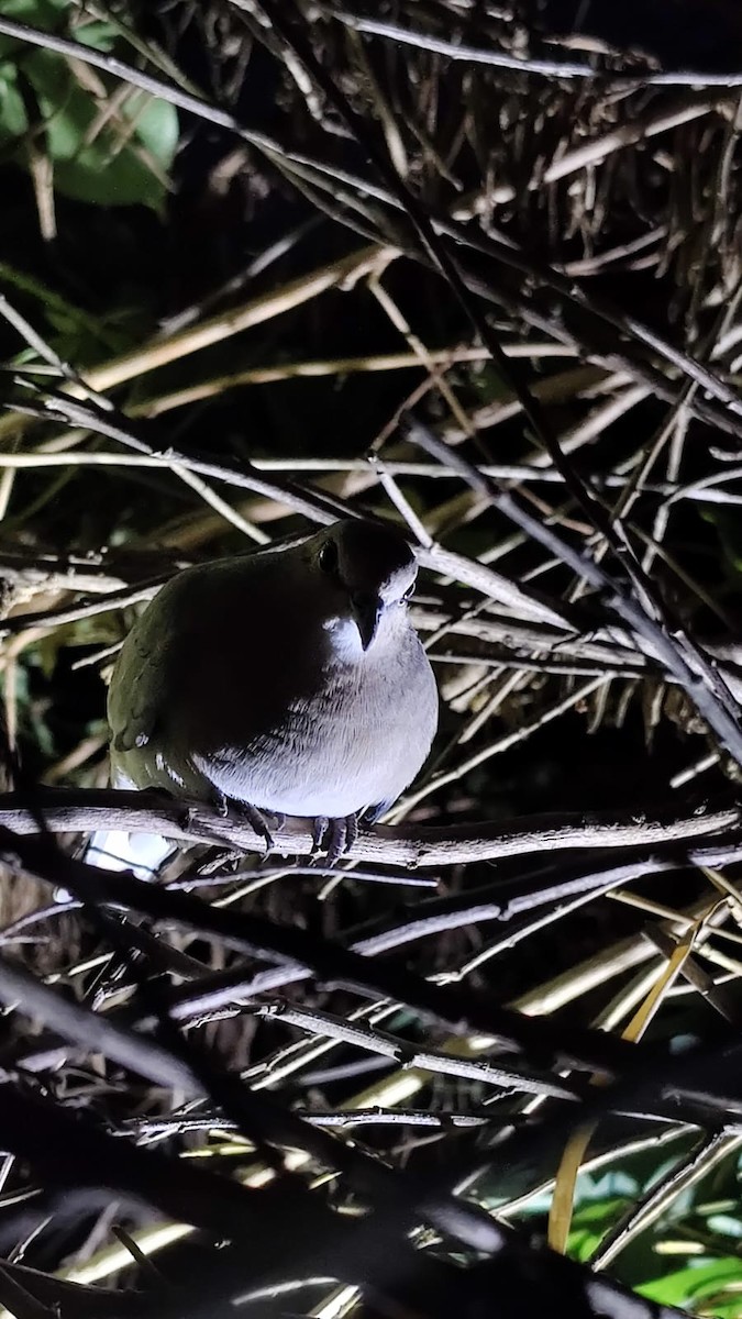 Picui Ground Dove - Micaela Hierro