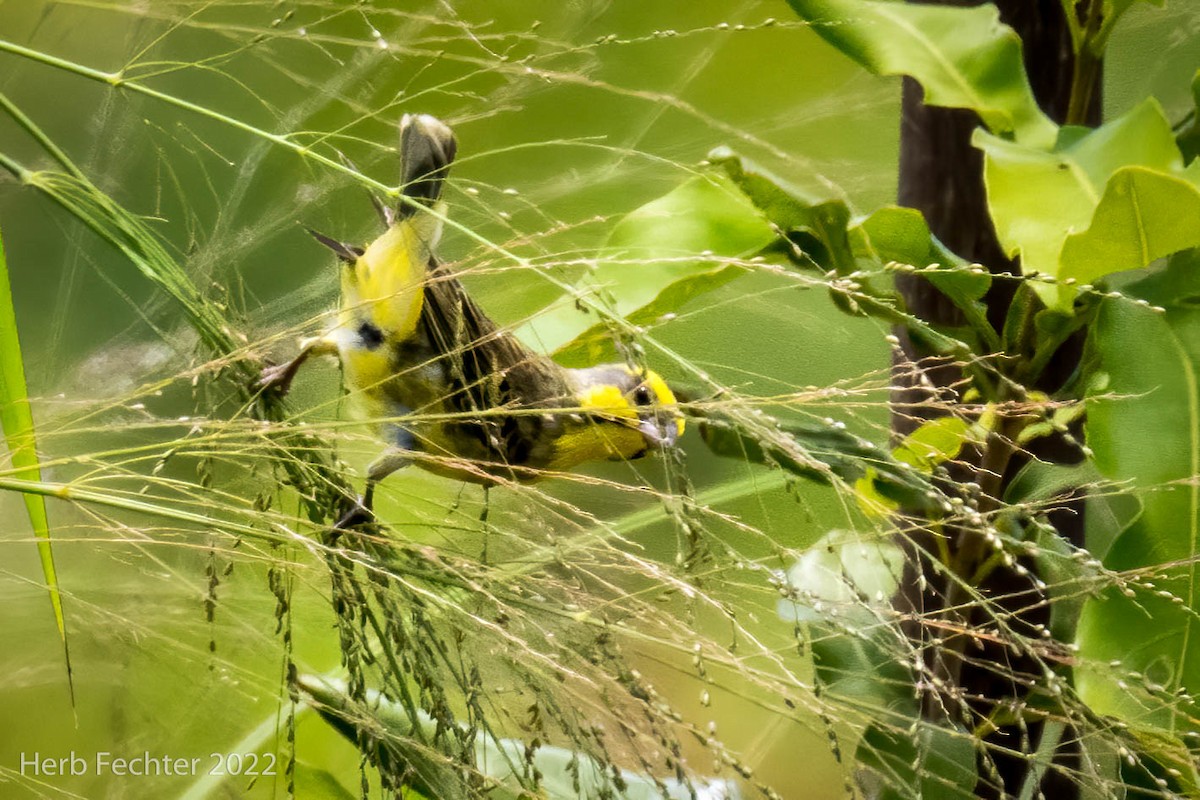 Yellow-fronted Canary - ML566607841