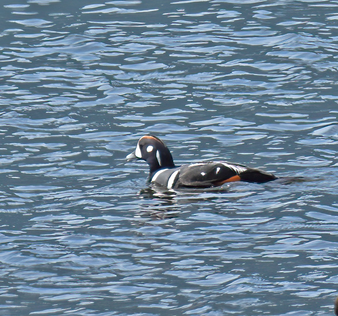 Harlequin Duck - ML566607951