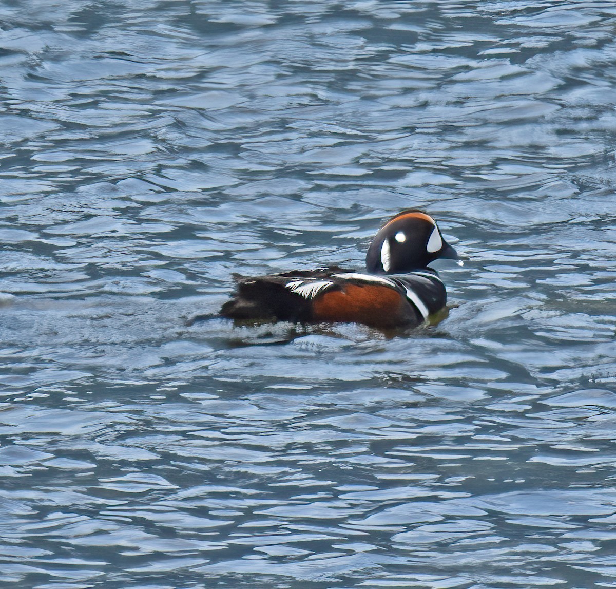 Harlequin Duck - ML566607961