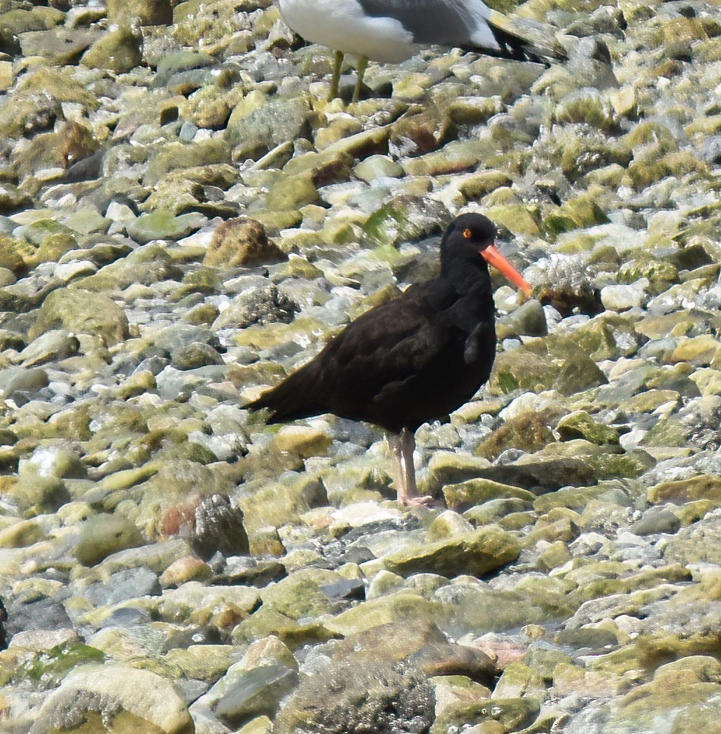 Black Oystercatcher - ML566608311